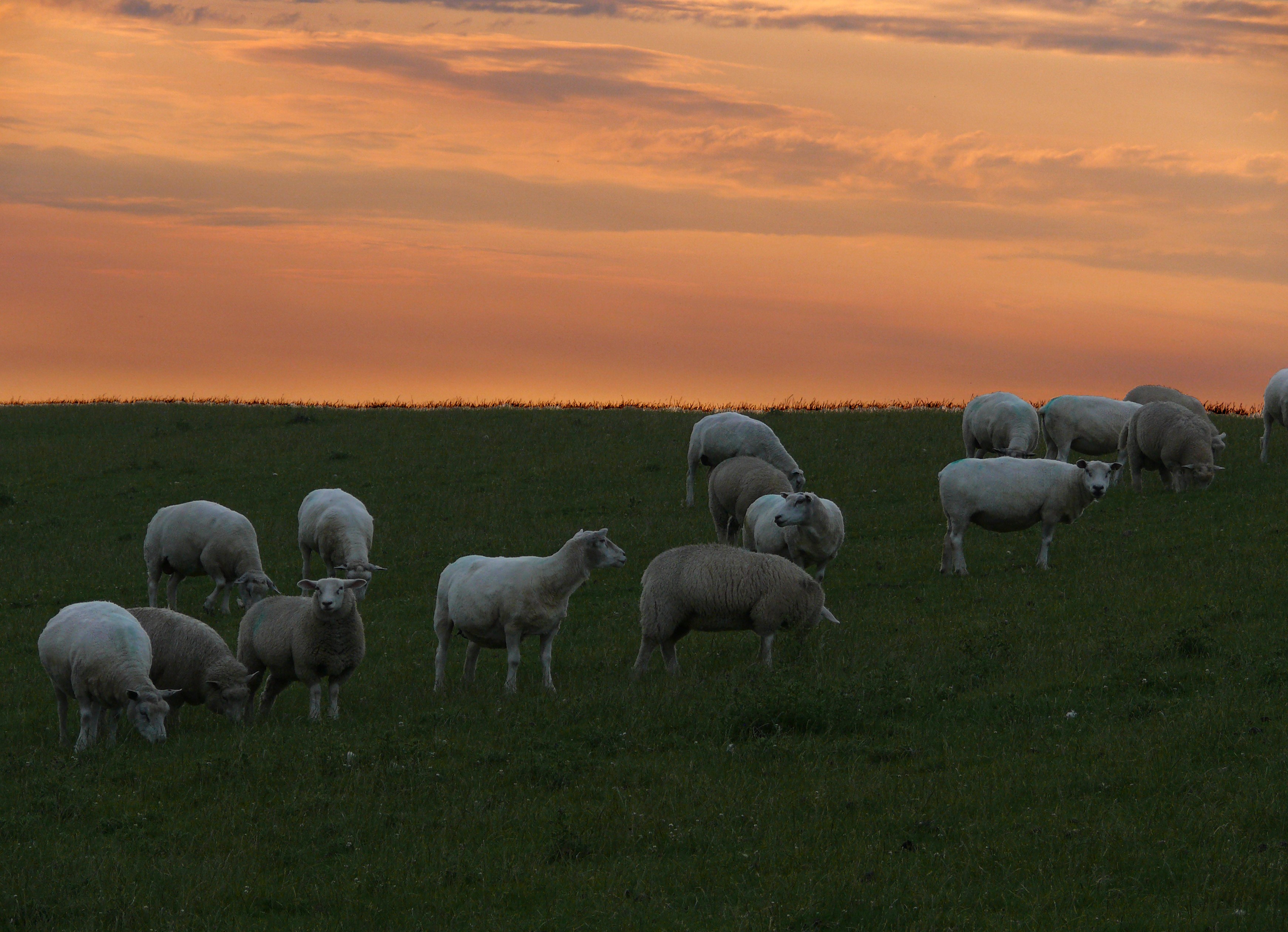 Nordsee-SH