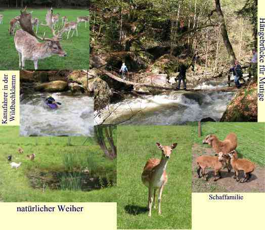 Ringelai in der Region Bayerischer Wald