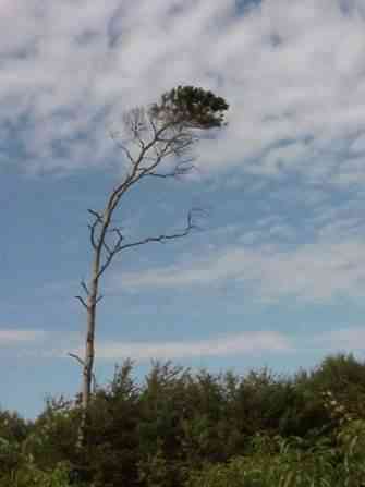 Zingst-Darss